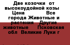 Две козочки  от высокоудойной козы › Цена ­ 20 000 - Все города Животные и растения » Другие животные   . Псковская обл.,Великие Луки г.